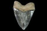 Serrated, Fossil Megalodon Tooth - South Carolina #95305-2